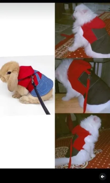 Imported winter sweaters, shirts, and hoodies for pets