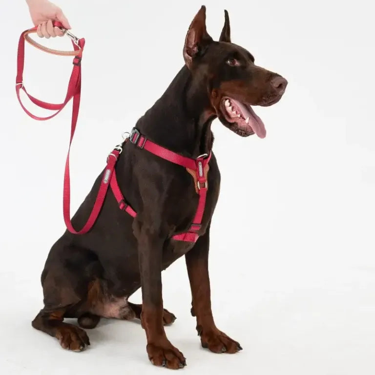 imported Dog Body Harness With Leash Small Medium Large