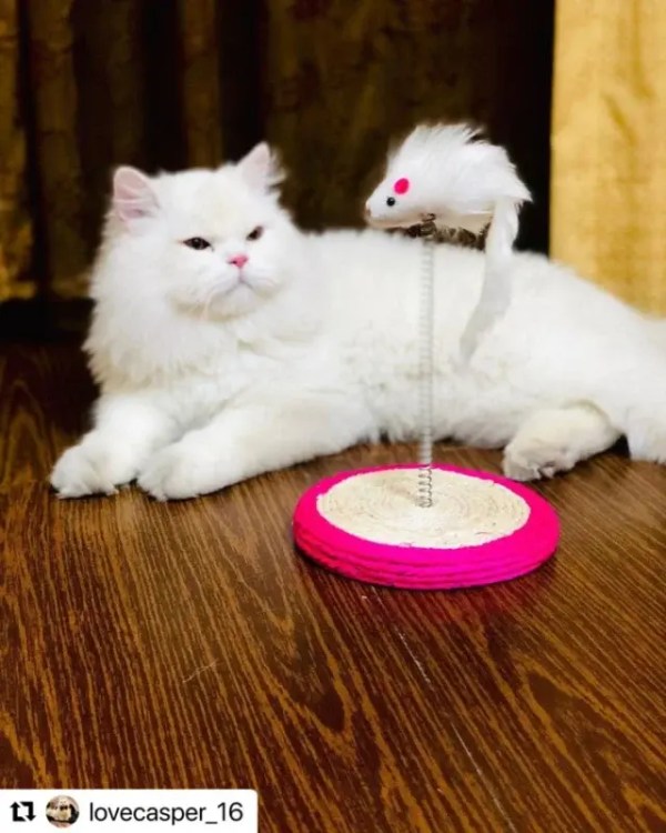 Pet scratching toy featuring a playful mouse design