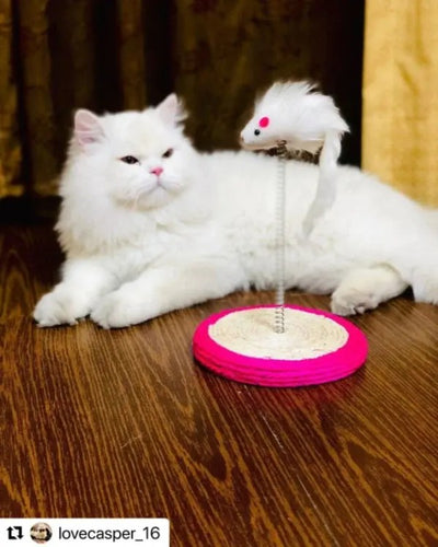 Pet scratching toy featuring a playful mouse design