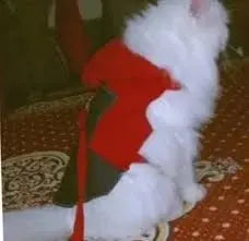 Imported winter sweaters, shirts, and hoodies for pets